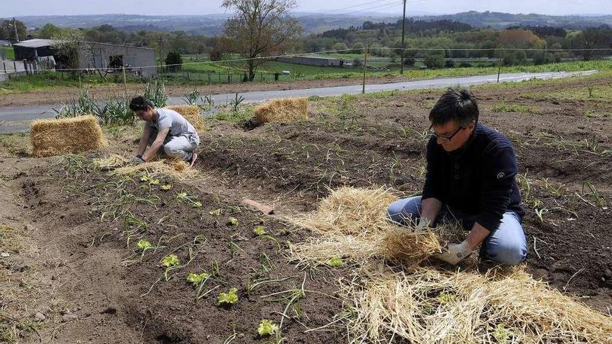 Primeros cultivos del Centro Agrario de Sillda en la finca de un particular. // Bernabé/Javier Lalín