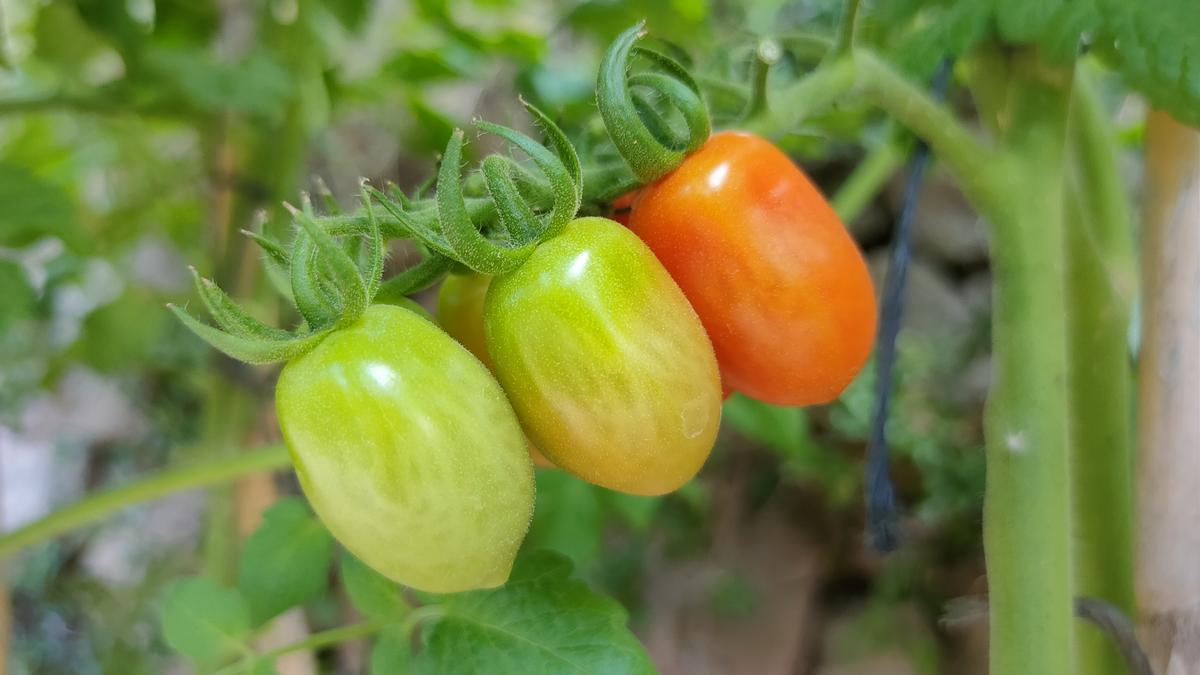 Tomàquets que li planten cara al sol. Cardona.