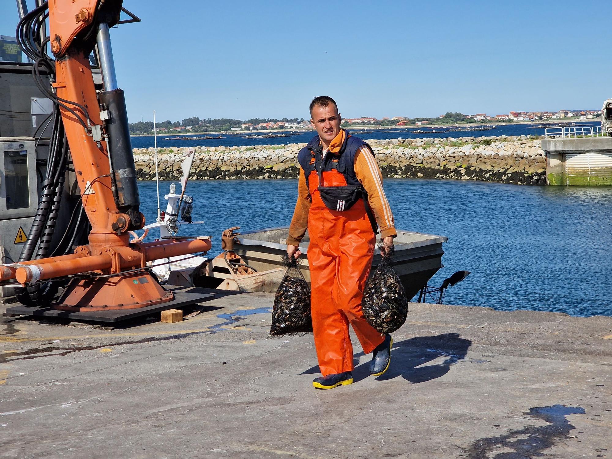 Descargas de mejillón en Arousa.