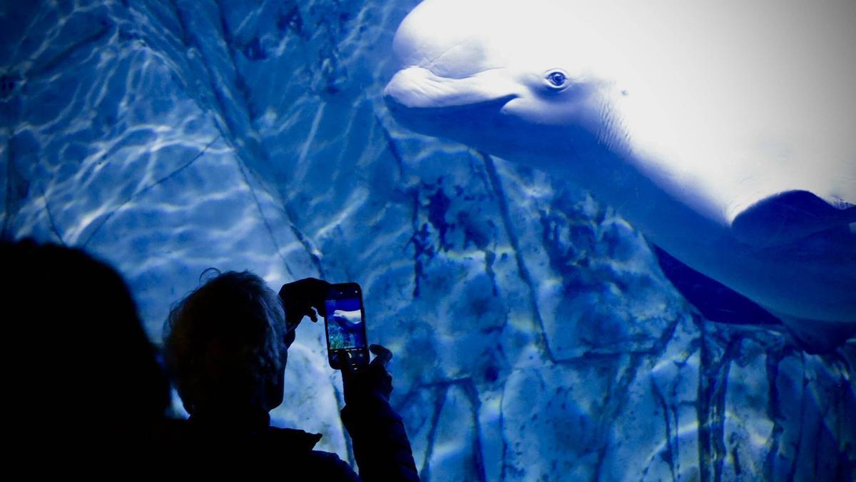 Las cuatro belugas del Oceanogràfic ya nadan juntas