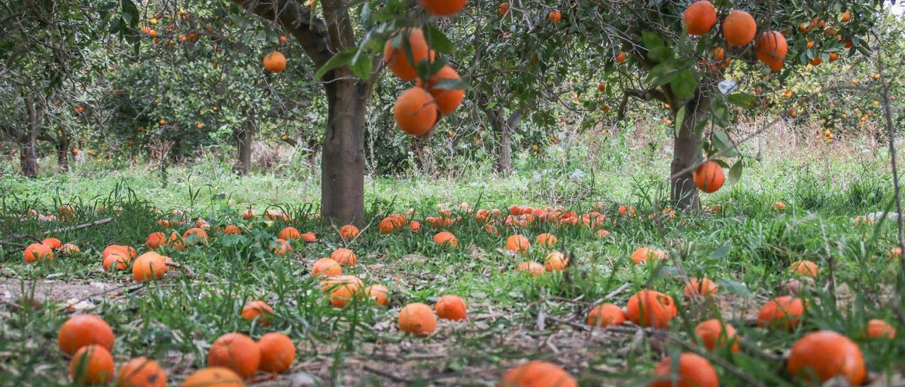 Frutos sin recoger en un bancal de la Vega Baja.