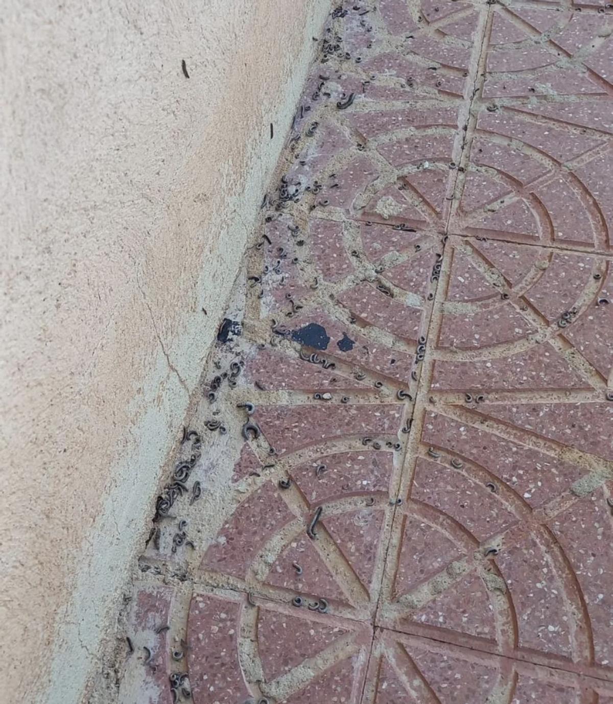 Ejemplares de milpiés en una acera de Llocnou d'en Fenollet.