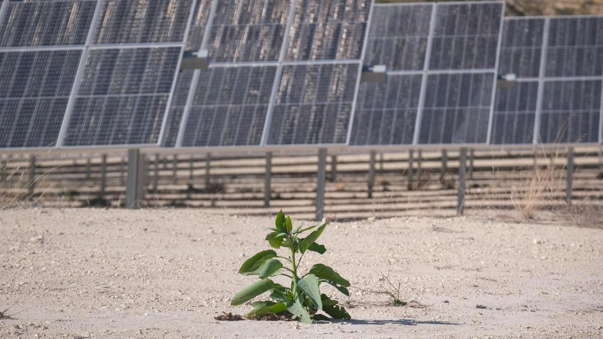 Una planta solar de la provincia, en una imagen de archivo.