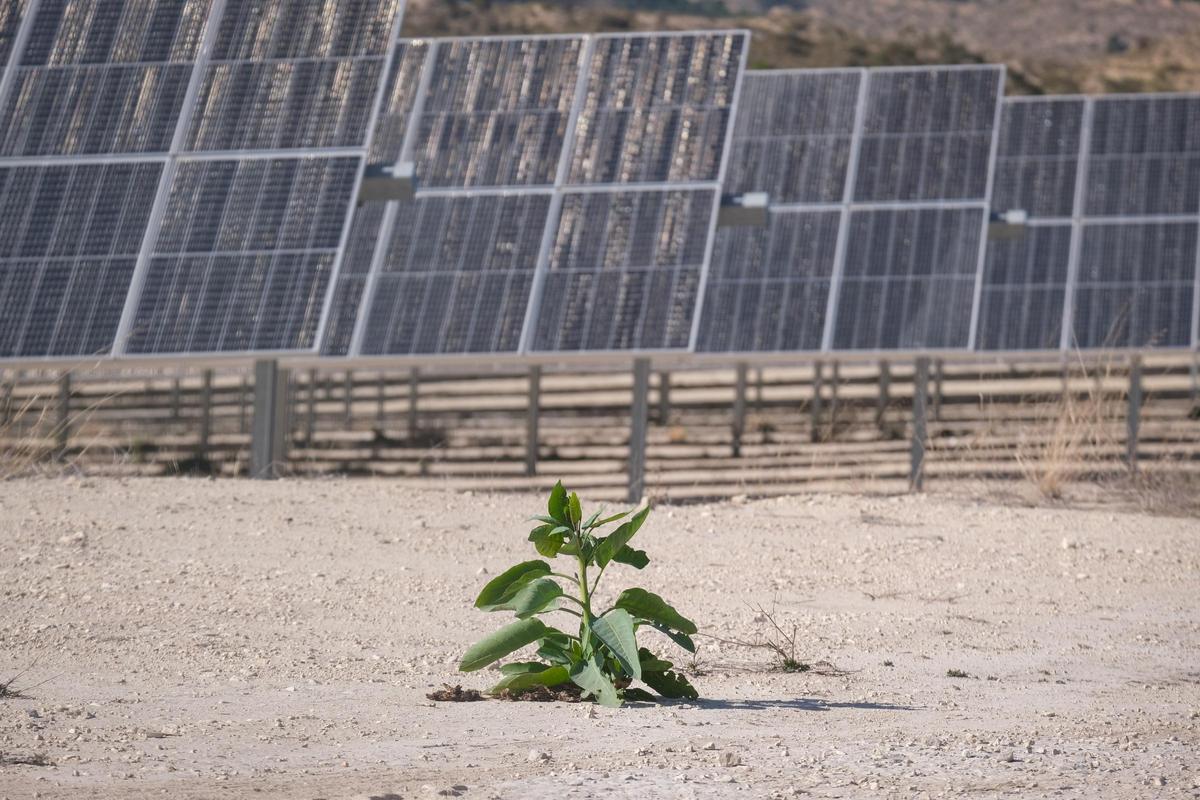 Una planta solar de la provincia, en una imagen de archivo.