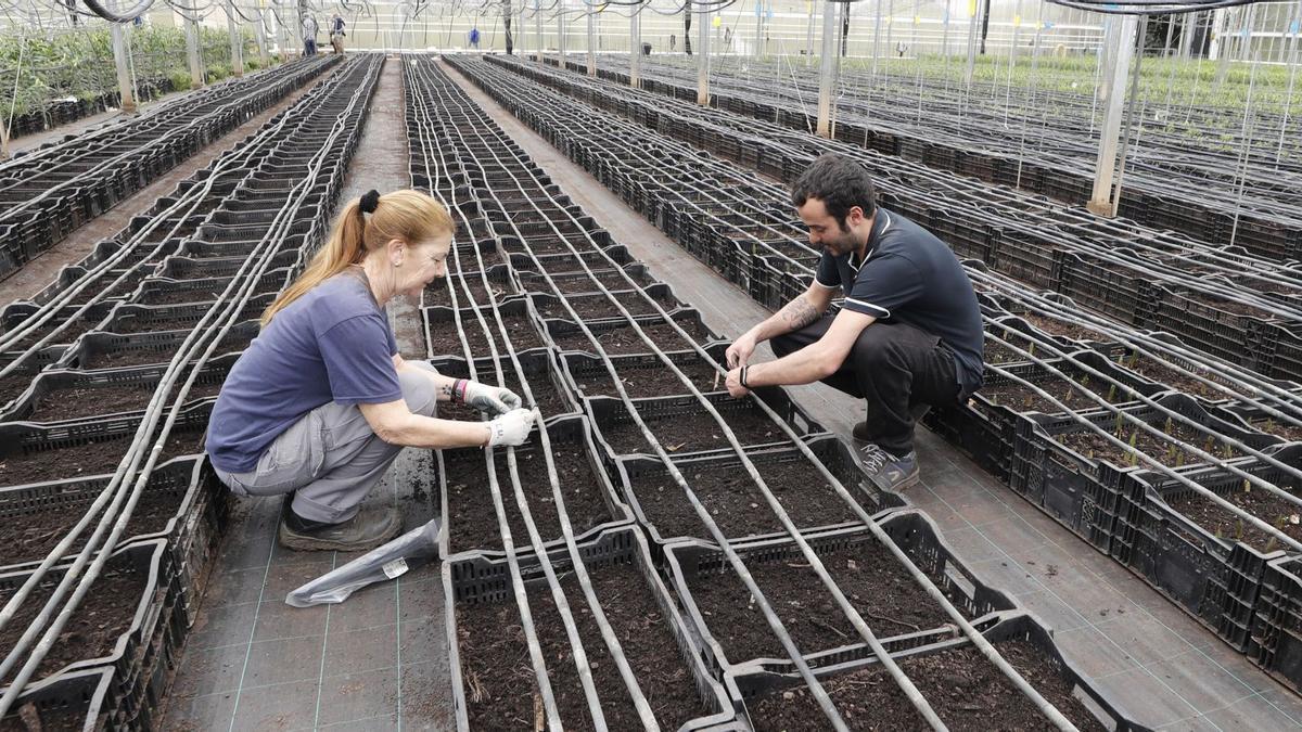 Vista general de los viveros de “Flores Toxal”, con su sistema de climatización, en A Guarda