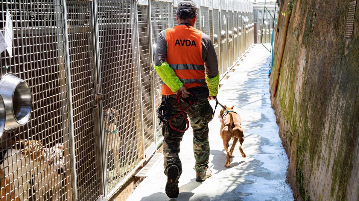 Una persona guía a un perro dentro del Centro de Acogida de Animales de Barcelona.
