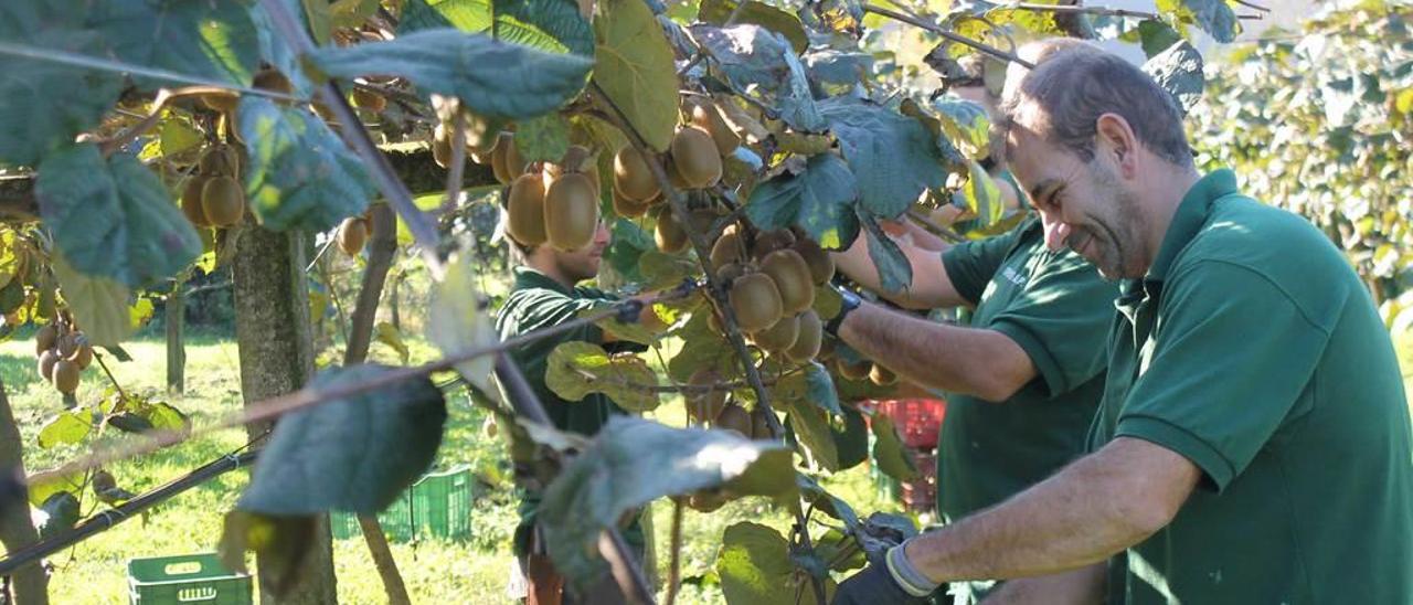 Los operarios de la finca &quot;El Campón&quot; recogiendo, ayer, los kiwis.