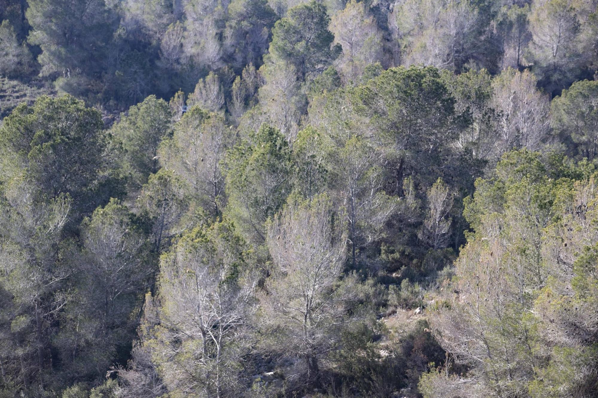 La procesionaria, una plaga que se expande en las zonas naturales
