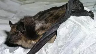 Hay murciélagos que practican una especie “sexualidad tántrica”