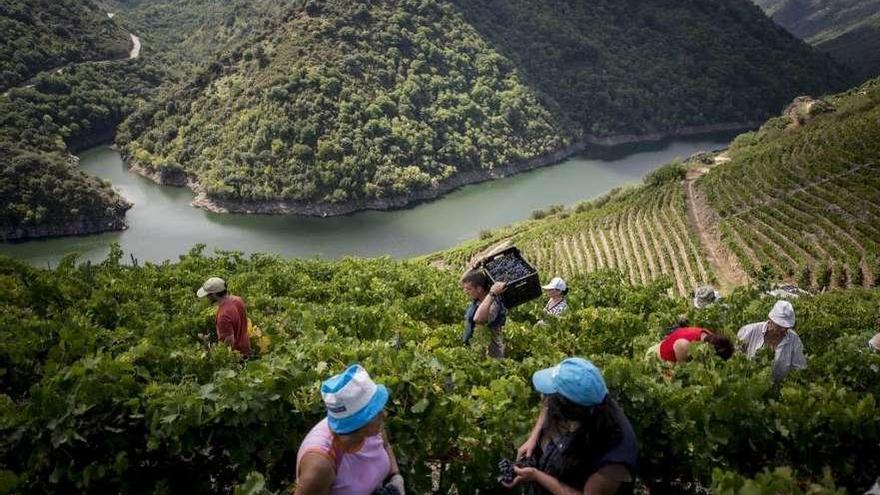 Personas vendimiando en la Ribeira Sacra, en Ourense. // Brais Lorenzo