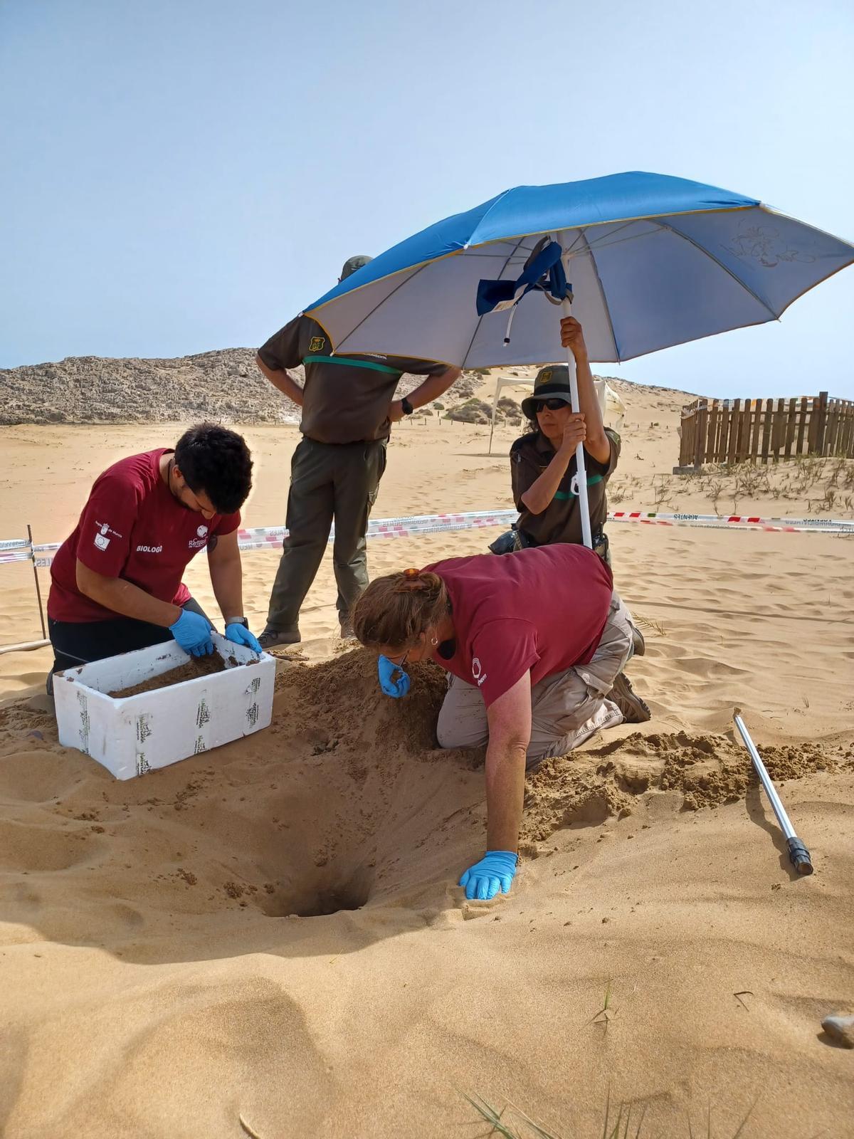 Personal del centro de recuperación de fauna y agentes medioambientales cambian de ubicación el nido en Calblanque.