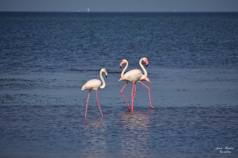 Flamencos en el Mar Menor