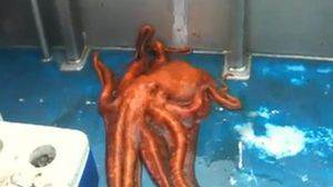 El cefalòpode va aconseguir tornar a alta mar pels seus propis tentacles.