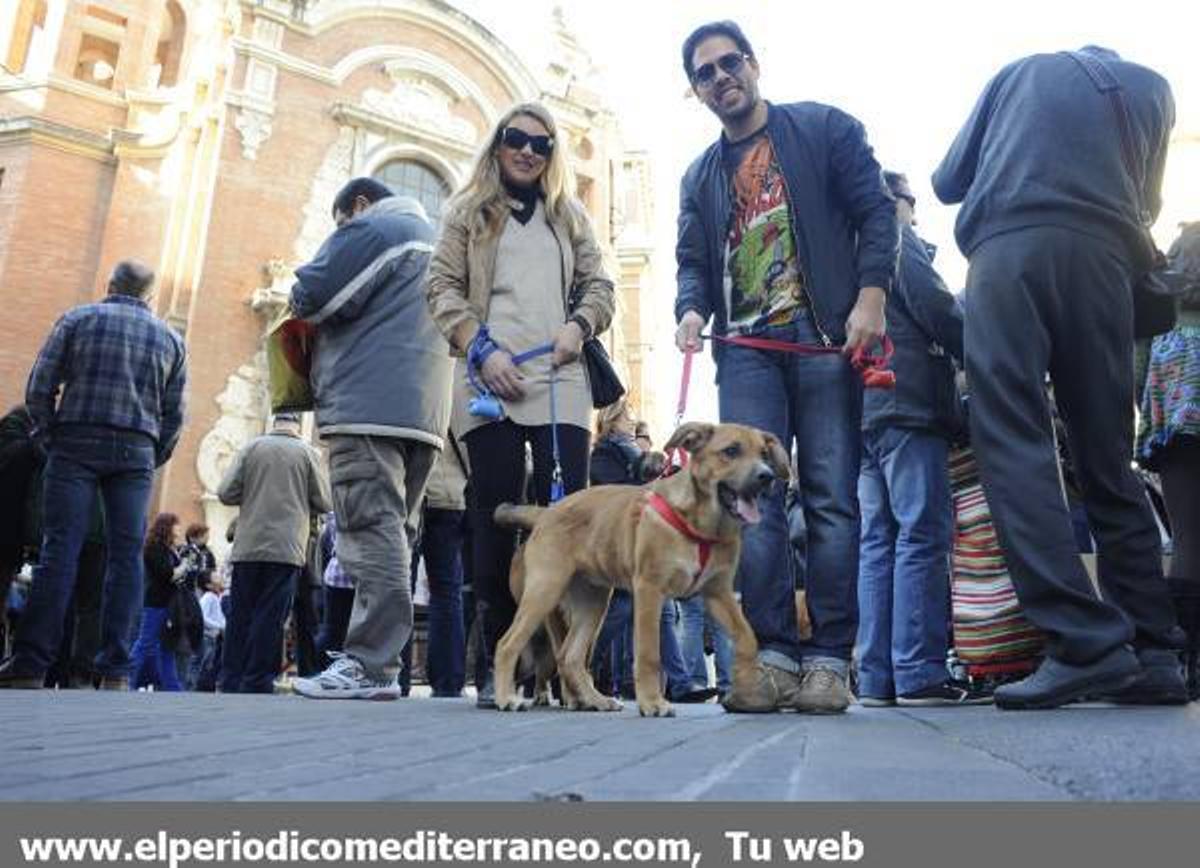 GALERÍA FOTOS: Castellón celebra Sant Antoni