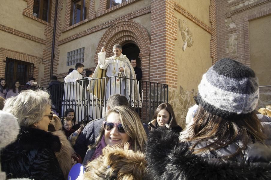 San Antón bendice a los animales en Benavente.