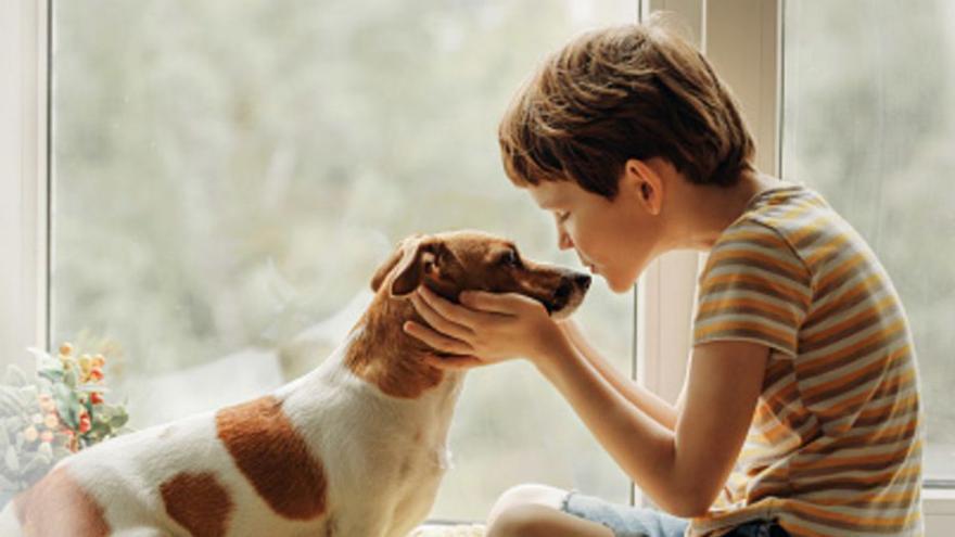 Sin medios no hay leyes de protección animal