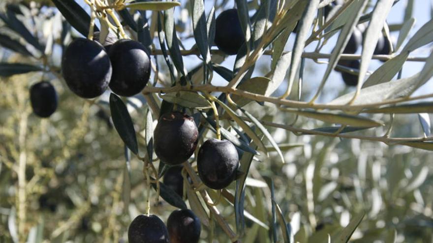 Este tipo de xylella afecta a los olivos, entre otros