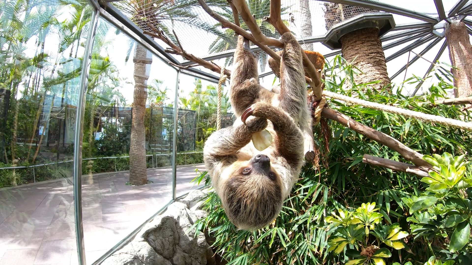 Loro Parque celebra el Día Internacional del Perezoso