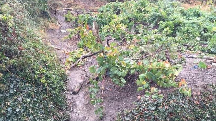 Restos del vehículo, en el barranco al que se precipitó. // FdV