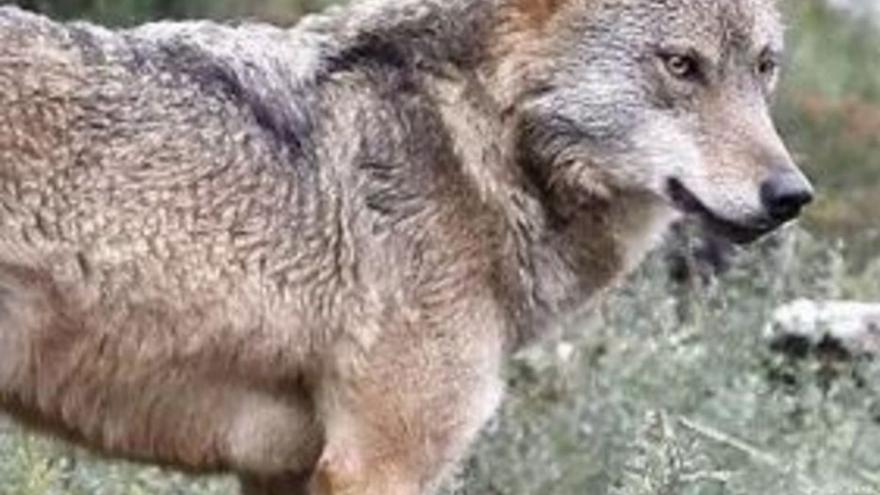 Investigan la muerte de un lobo hallado en un colegio abandonado de Cervera (Palencia)