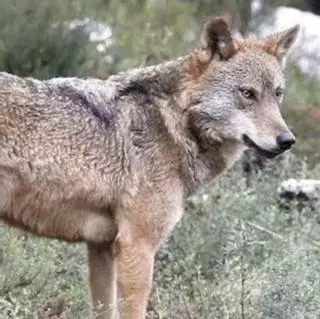 El Comité de las Regiones vota hoy sobre la protección del lobo