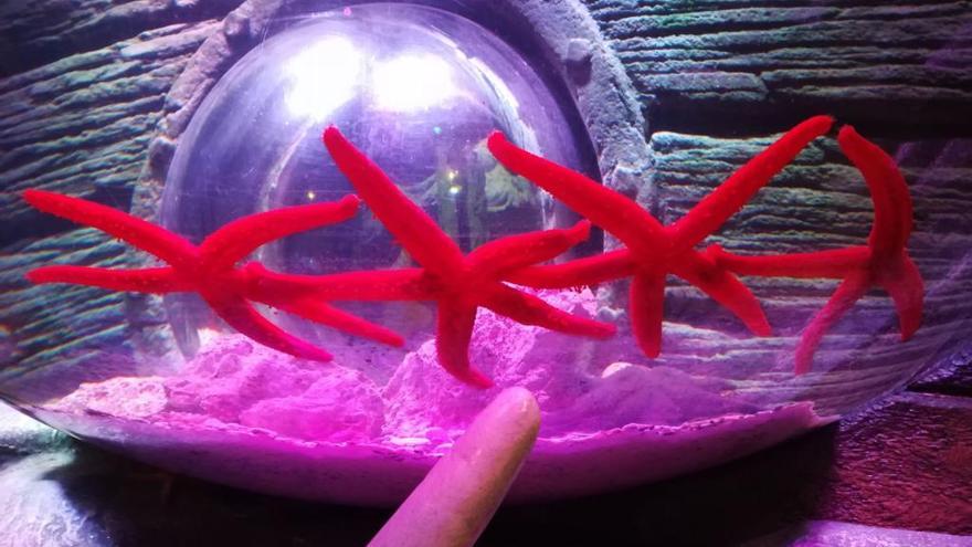 El Sea Life de Benalmádena estrena una exhibición de estrellas de mar