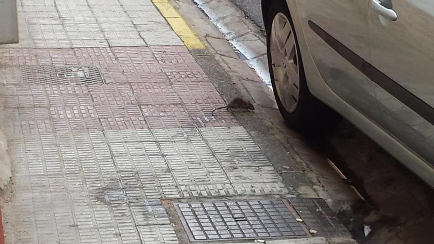 UPL denuncia problemas persistentes con las ratas en la calle Doctor Villalobos