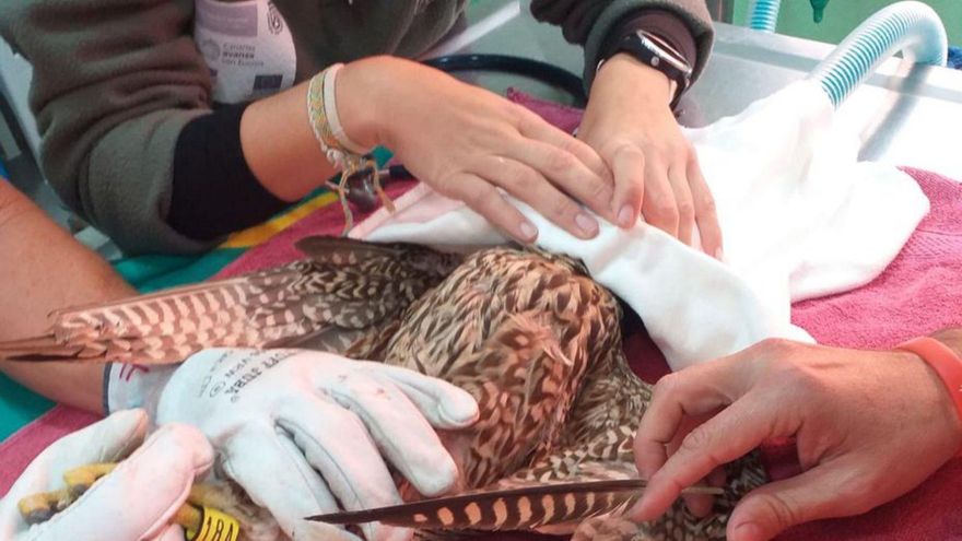 Feather implant in La Tahonilla