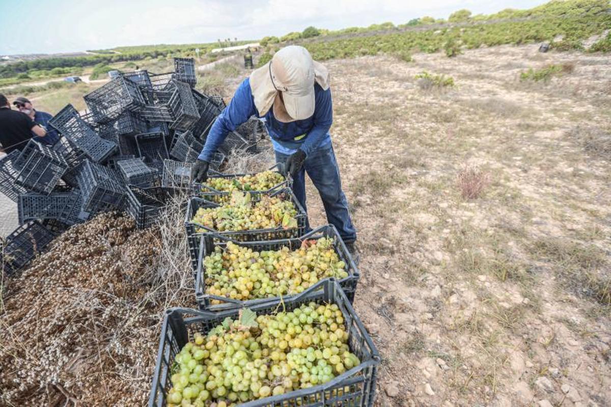 Apenas quedan 30 hectáreas de viñedo en La Mata. | TONY SEVILLA