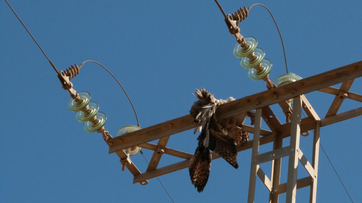 ¿Por qué mueren las aves en los tendidos eléctricos?