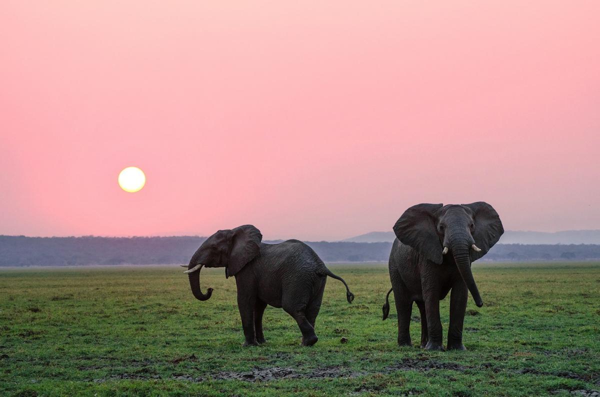 Dos elefantes al anochecer.
