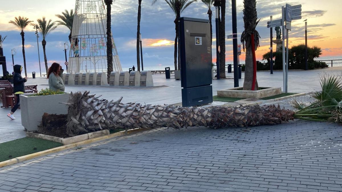 La palmera que se ha desplomado en el paseo marítimo de Torrevieja