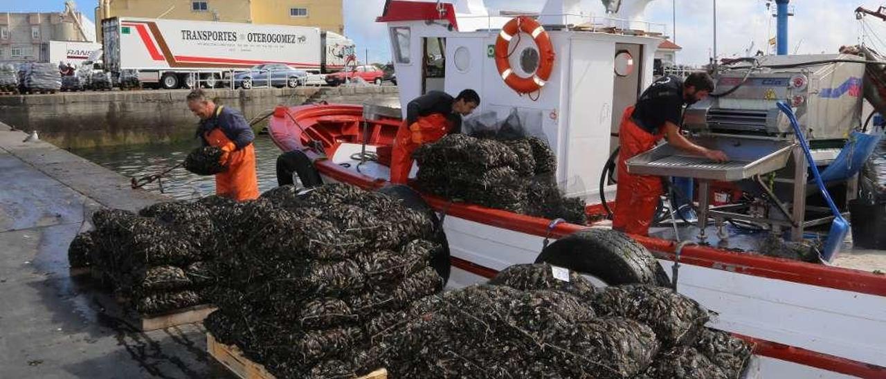 Descargas de mejillón en Porto Meloxo (O Grove). // Muñiz