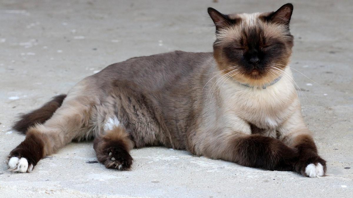 Gato Birmano: Conoce la serenidad de las razas de gatos