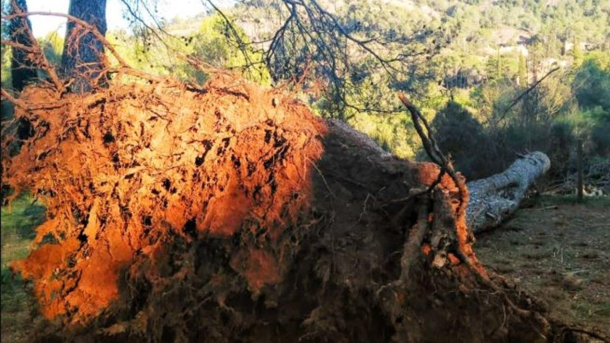 Árbol caído por el temporal 'Gloria'.