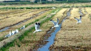 Arrozales del Delta del Ebro.