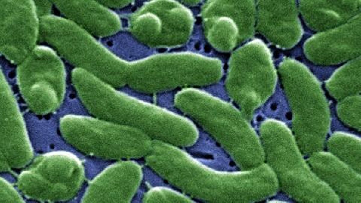 Bacterias 'come carne' Vibrio vulnificus.