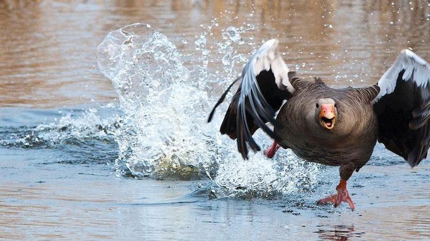 El sexto sentido de los animales, ¿ciencia o misterio?