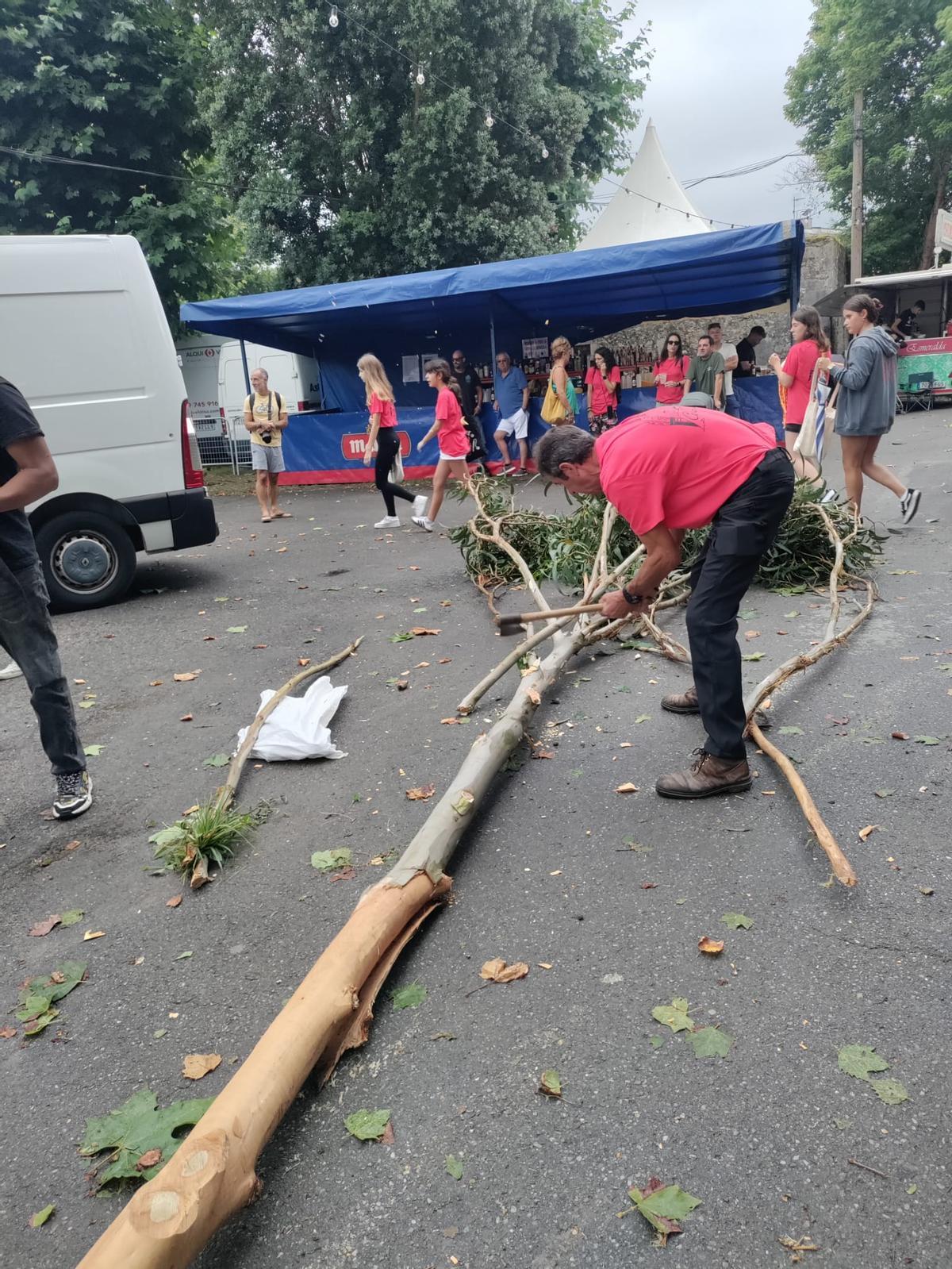 Celoriu planta la hoguera