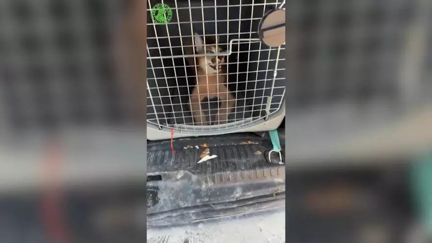 Rescatado un caracal en Cádiz, sano y salvo, después de 16 días vagando por campos