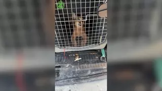 Un caracal llega a Villena tras 16 días vagando por los campos de Cádiz