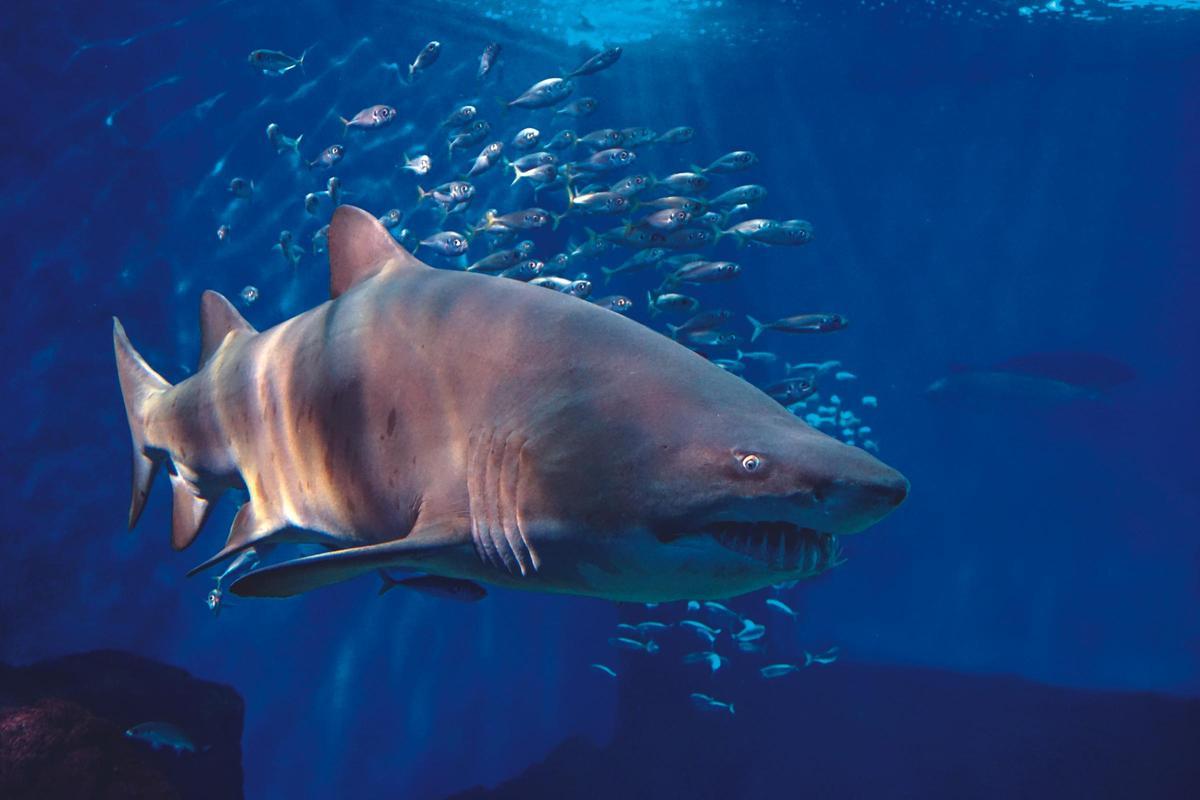 Tiburón Toro.