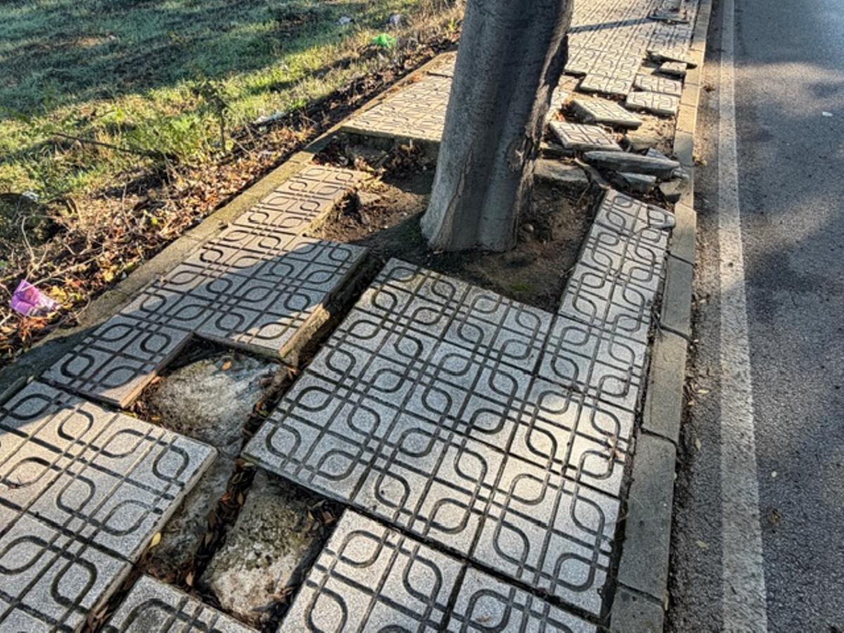 Aceras levantadas por las raíces de los árboles en la avenida Manuel Rojas Torres.