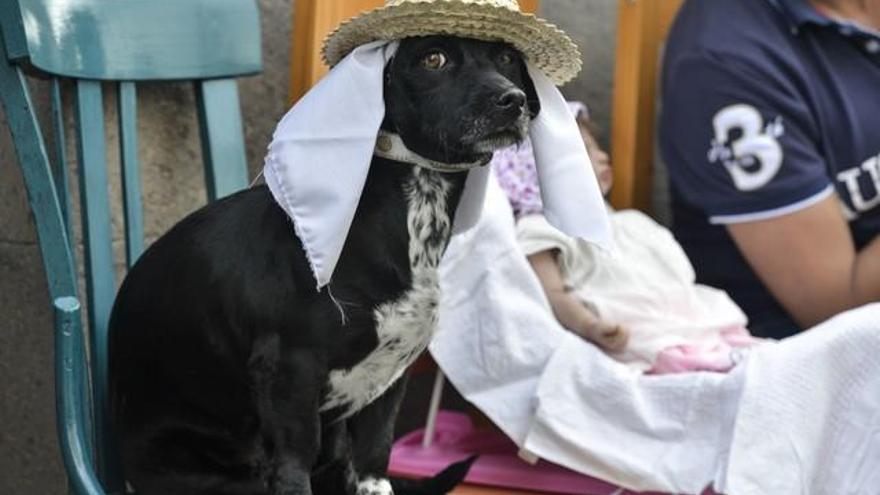 Romería de Arucas 2017