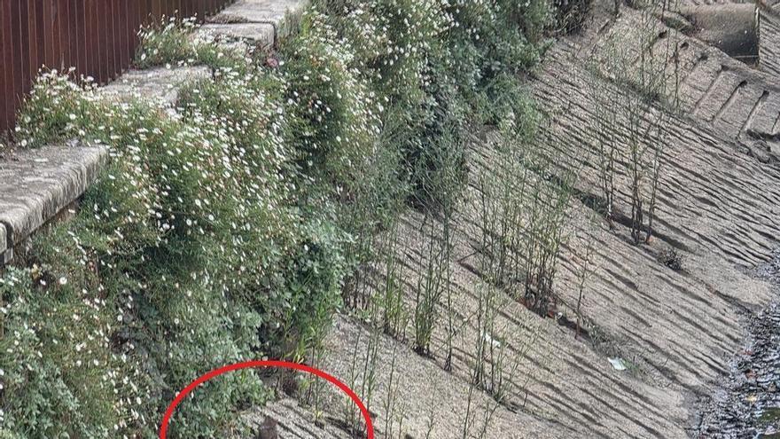 Las ratas acaban con los patos nacidos hace dos semanas en el río O Con