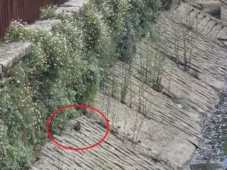 Las ratas acaban con los patos nacidos hace dos semanas en el río O Con