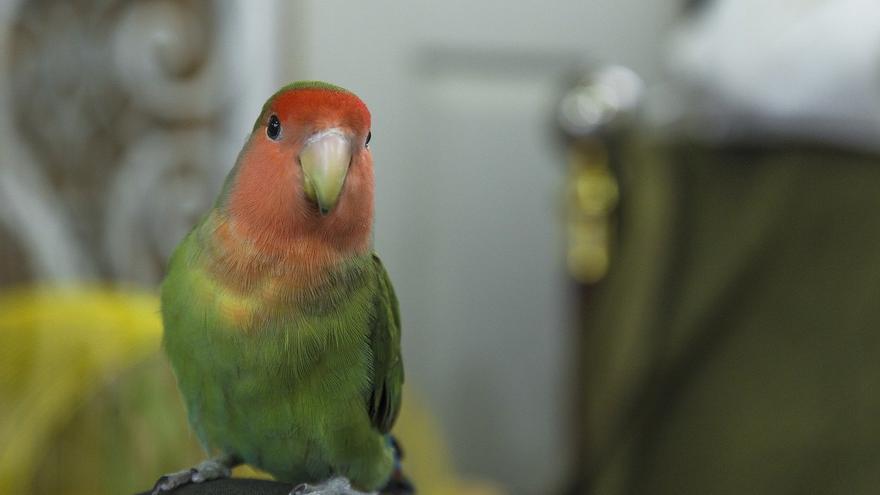 PÁJAROS INSEPARALABLES | Estas son las enfermedades más comunes de los  agapornis y sus síntomas