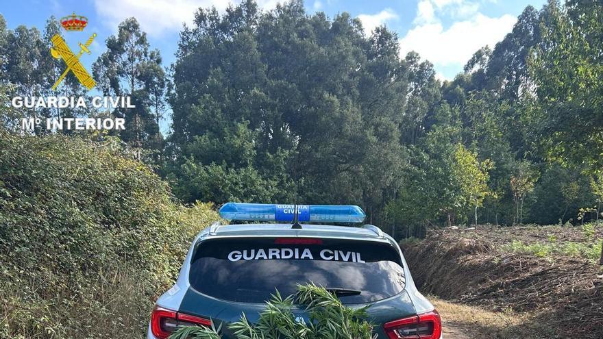 La Guardia Civil localiza cinco plantas de marihuana y 608 gramos de cogollos en una finca de Meis