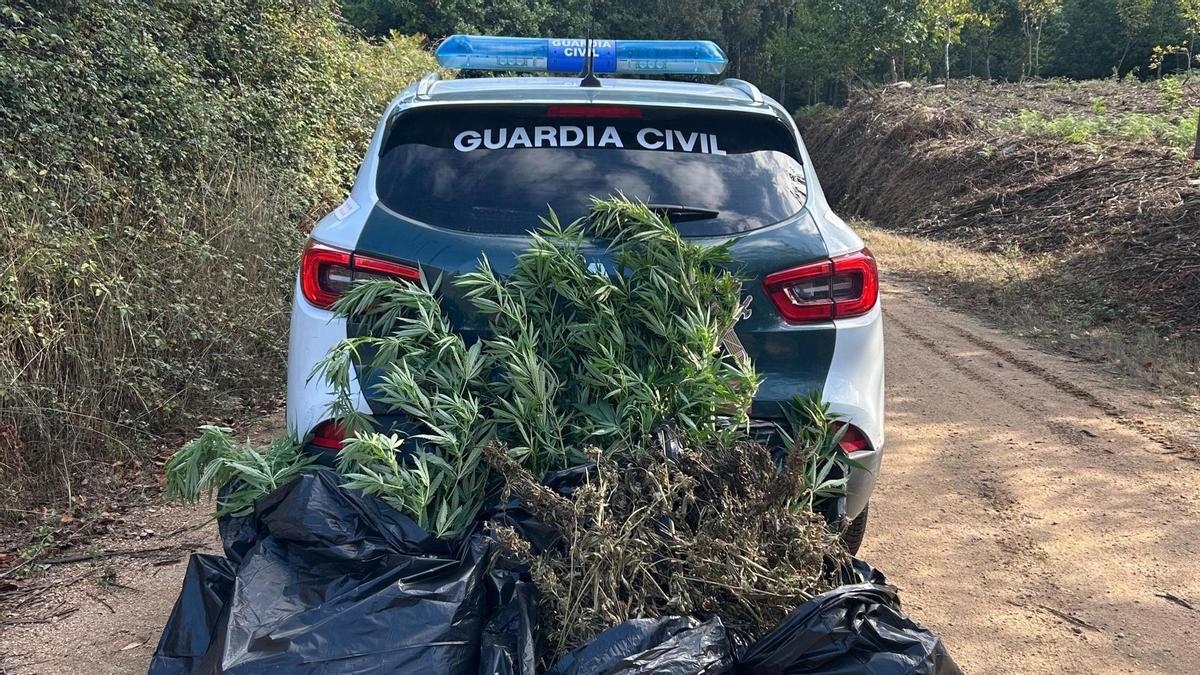 La plantas de marihuana incautadas por la Guardia Civil de Cambados.