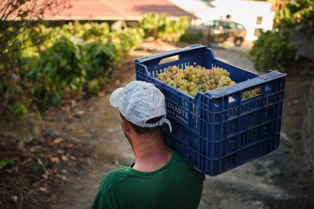 Vendimia en La Orotava, en los terrenos de bodega tajinaste